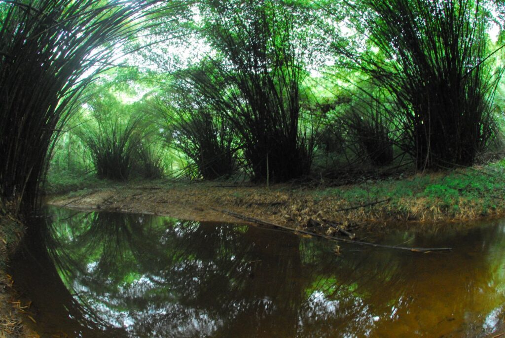 akatekyi-crocodile-pond