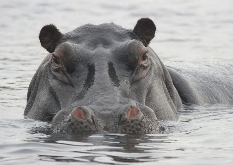 wechiau-hippo-sanctuary-and-river-safari