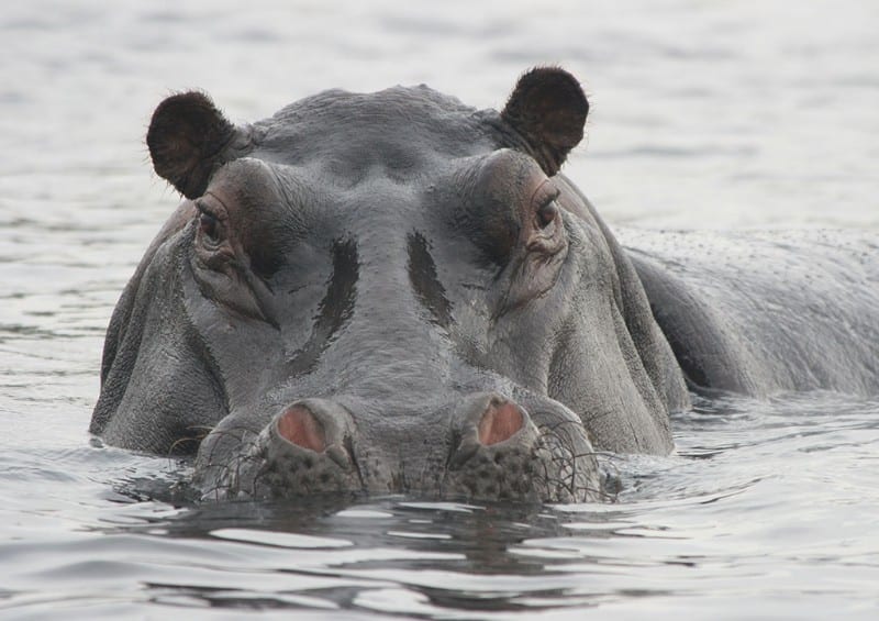 wechiau-hippo-sanctuary-and-river-safari